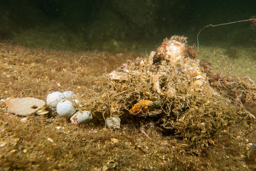 Fishing wire tangled around marine life