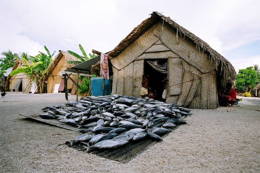 Fish sitting out the front of a house on Takuu atoll, Papua New Guinea