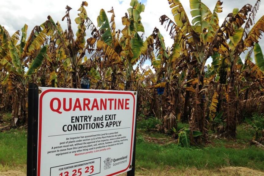 A quarantine sign on a Tully banana farm in north Queensland