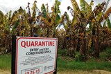 A quarantine sign on the fence of a banana farm