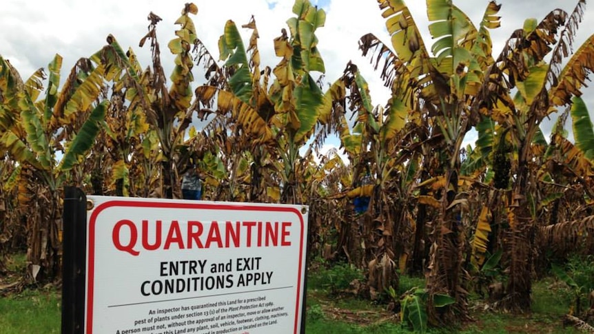 A quarantine sign on the fence of a banana farm