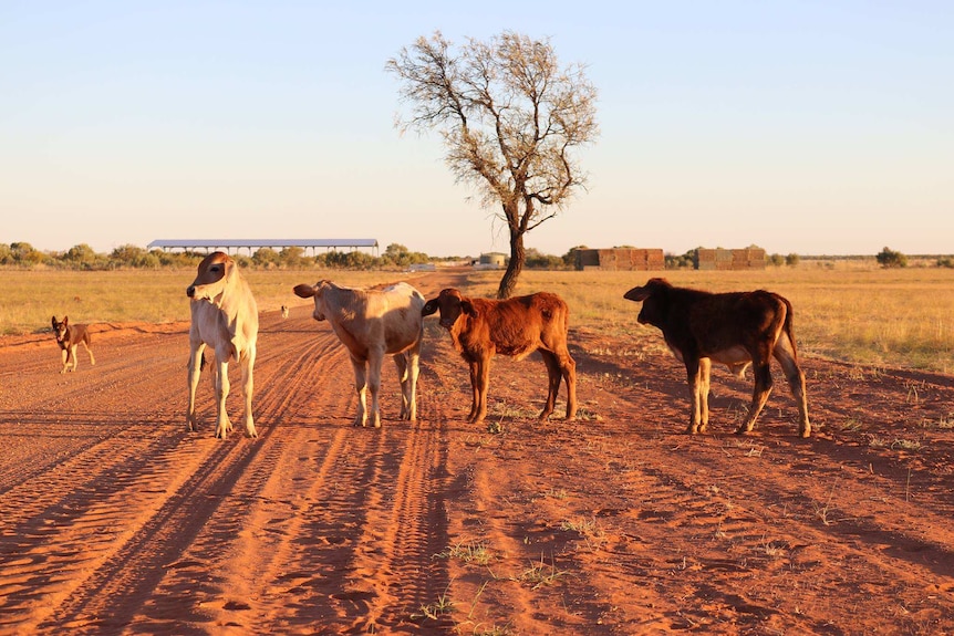 Cattle and cattledogs stand on a red dusty dirt road on a large property