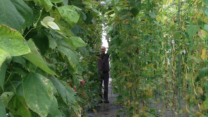 a man stands amongst giant beanstalks in a glasshouse