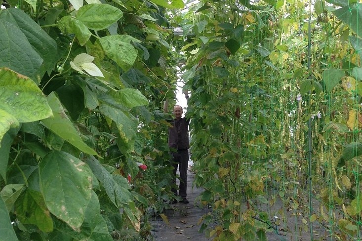 a man stands amongst giant beanstalks in a glasshouse