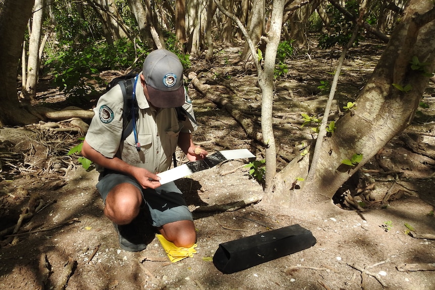 A ranger in khaki QPWS uniform in the pisonia forest, looking at an ink pad.