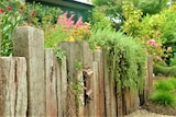 A landscaped garden wall with upright timber stakes arranged like a retaining wall with overhanging plants