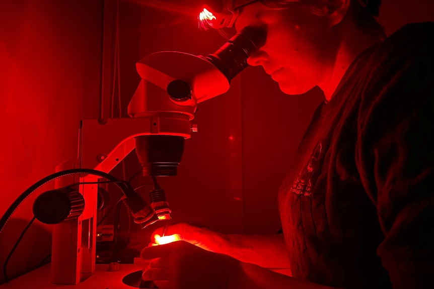 Scientist in darkroom wearing head torch with eye pressed to a microscope, red light focussed on something small in her hand