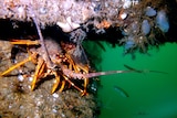 A large orange crayfish in murky water under a bridge