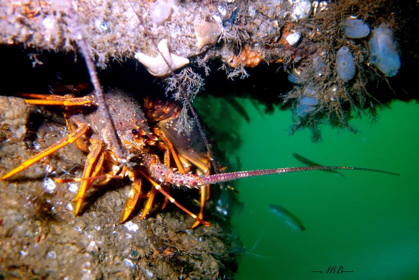 A large orange crayfish in murky water under a bridge