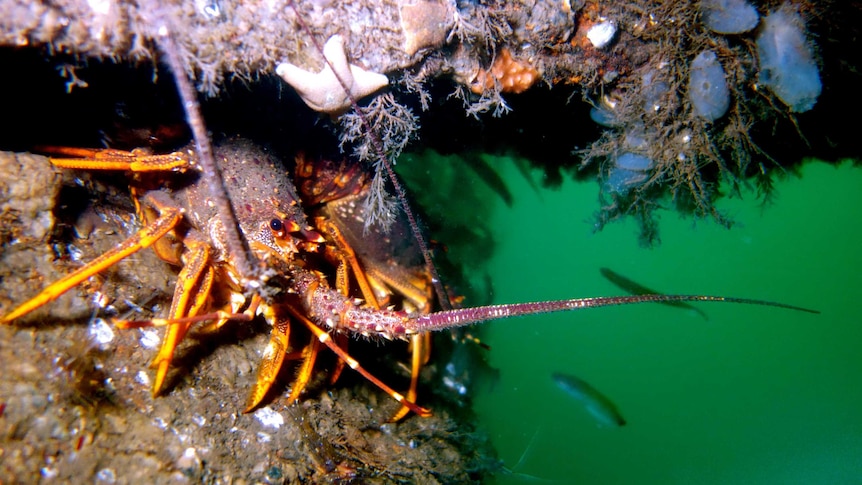 A large orange crayfish in murky water under a bridge