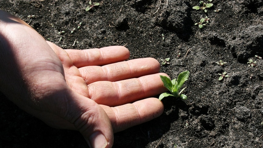 hand and small crop