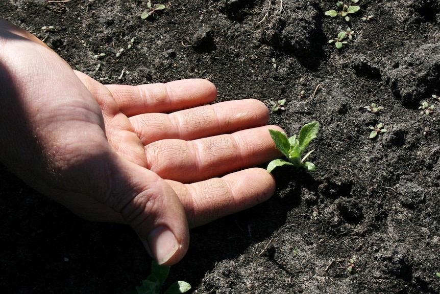 A hand, palm-up, reaches for a tiny, new plant emerging from the soil