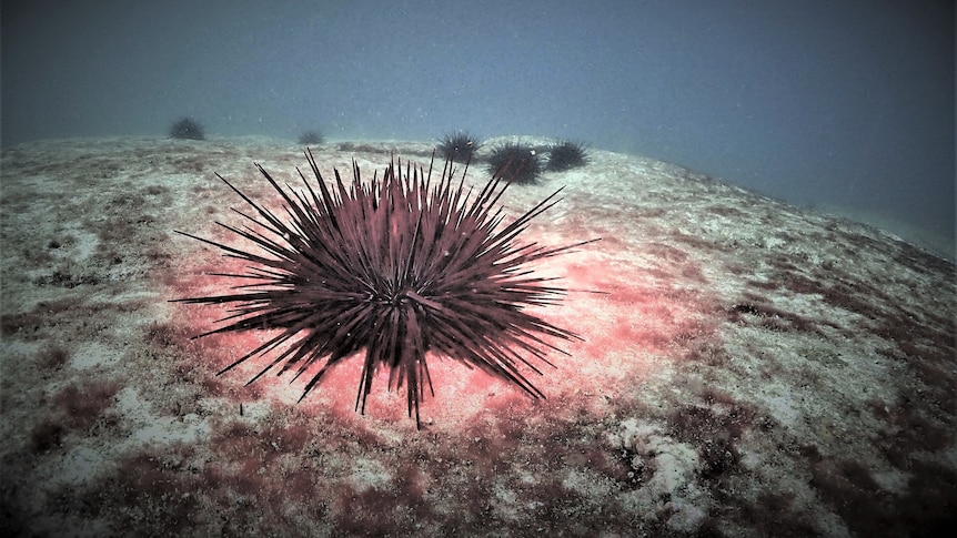 Sea urchin on rock.