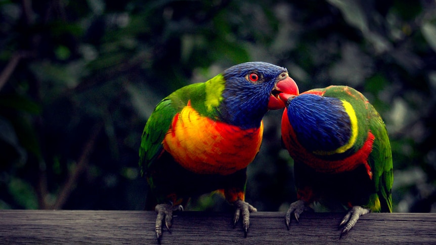 Kissing Your Parrot Is Not A Good Idea Vets Warn Abc News