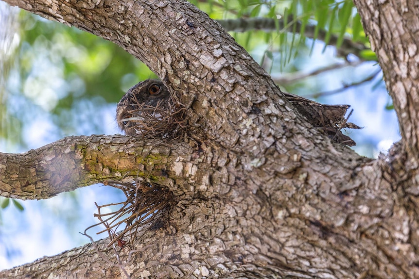 Tawny Frogmouth on nest
