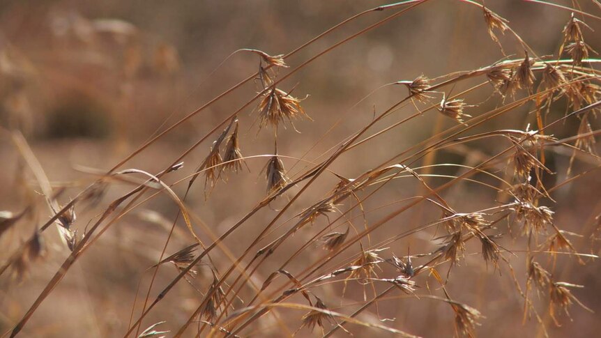 Native grasses in the ACT.