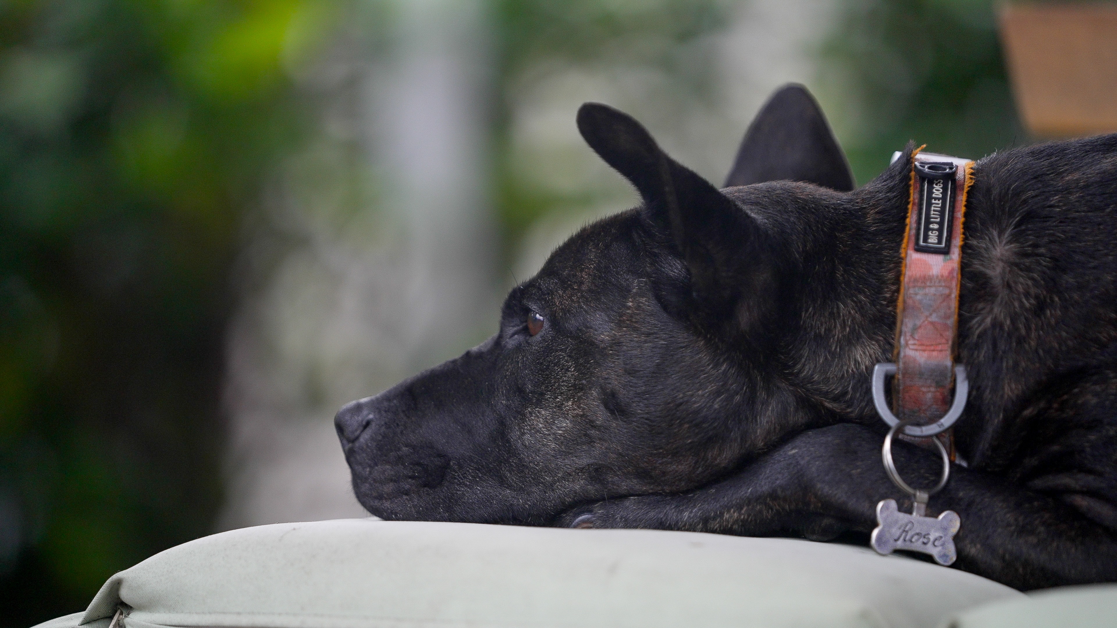 A close up shot of a black Staffordshire cross Shar Pei dog. 