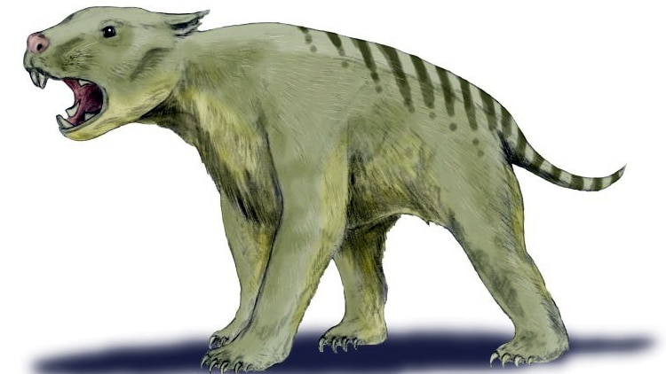 Thylacoleo carnifex.