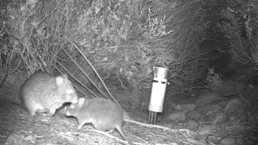 Two potoroos are pictured in black and white