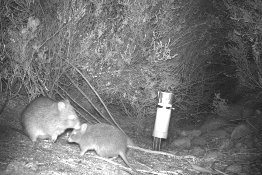 运动传感器摄像头拍到了濒临灭绝的吉尔伯特长鼻袋鼠。