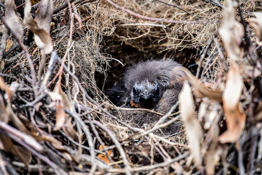 Lyrebird chick looking up from the nest
