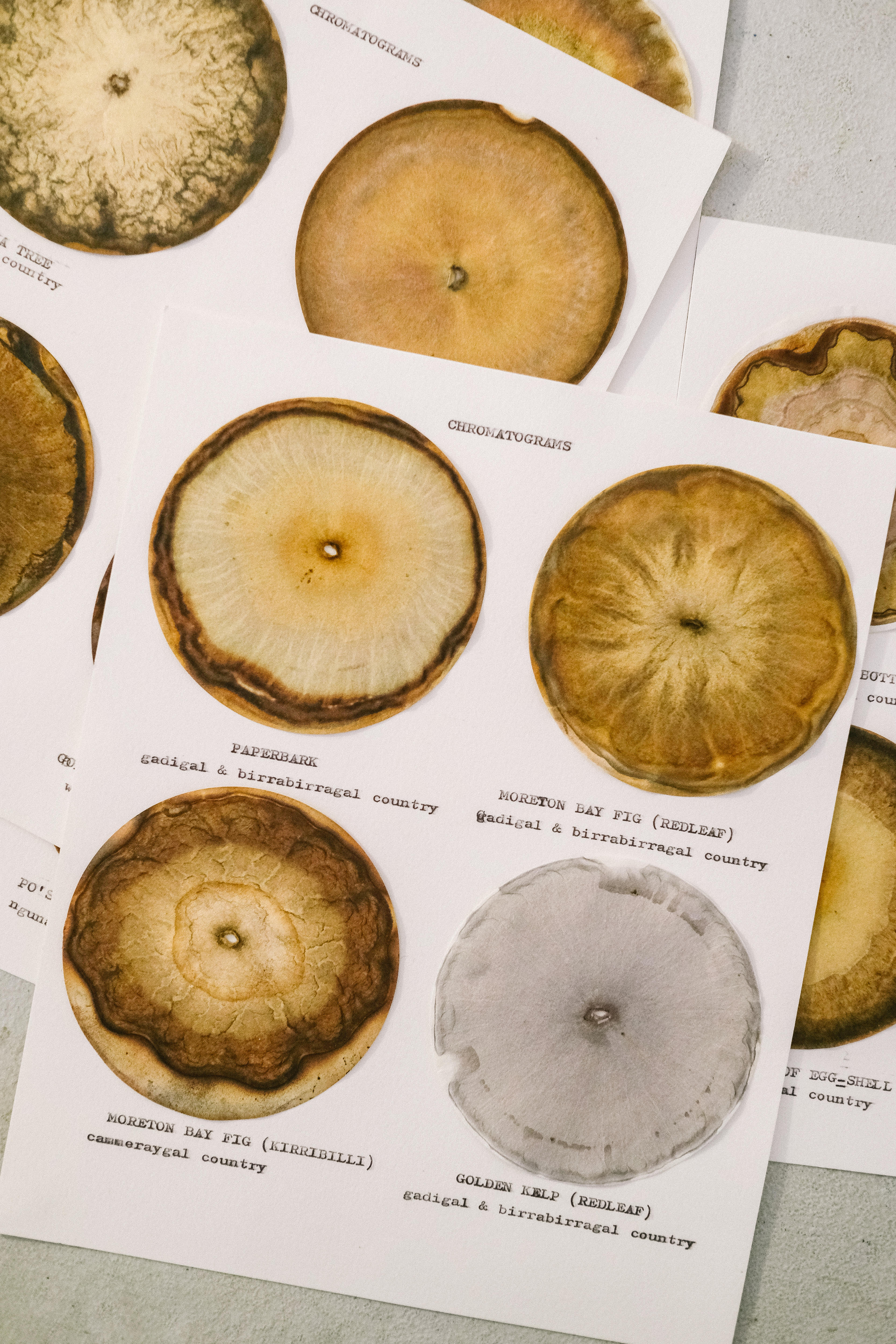 Circular 'chromatograms' laid out on white paper, with different patterns in grew, white and brown hues