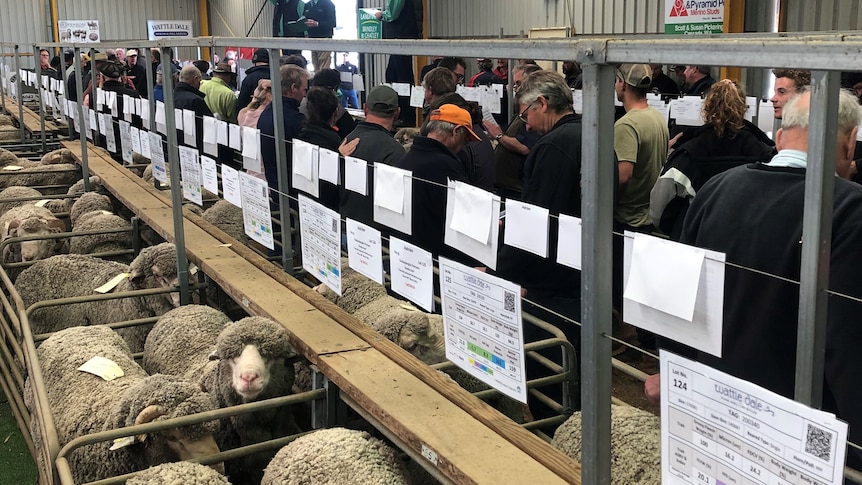 A live sheep auction takes place inside a shed filled with animals and people