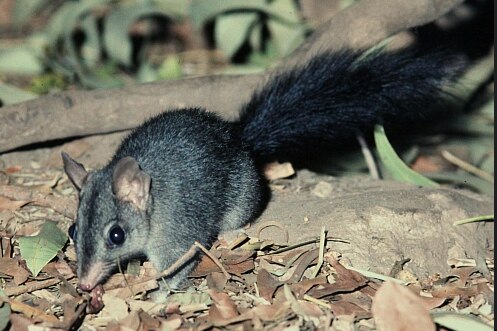Small carnivorous marsupial with grey fur and a long, thick, bushy black tail.