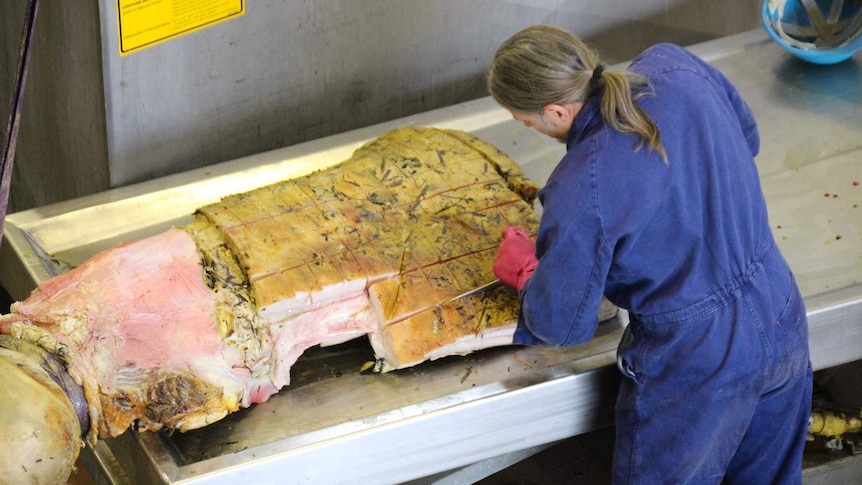 A scientist dressed in a blue jumpsuit cuts grooves into the flesh of a large Humpback Whale flipper