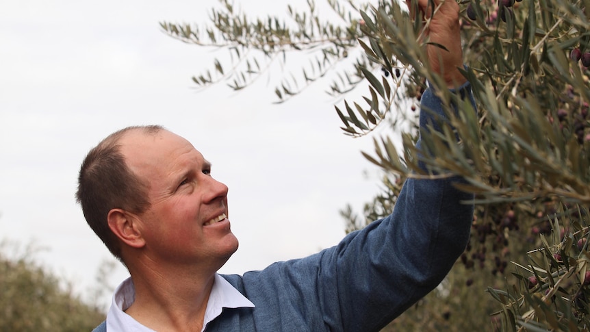 A man in a shirt and reaches up to some olives on a tree in an olive grove.