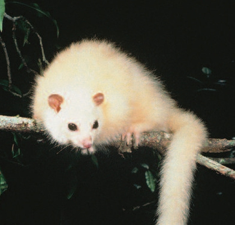 White possums in peril episode artwork
