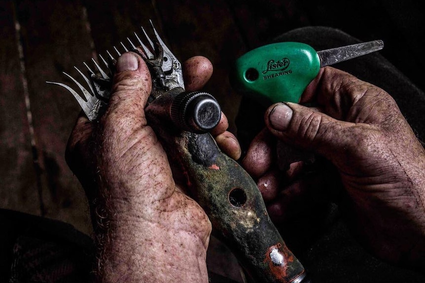 Hands holder a shearer's handpiece.