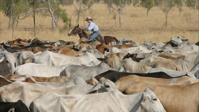 Cattle roam pasture in Katherine