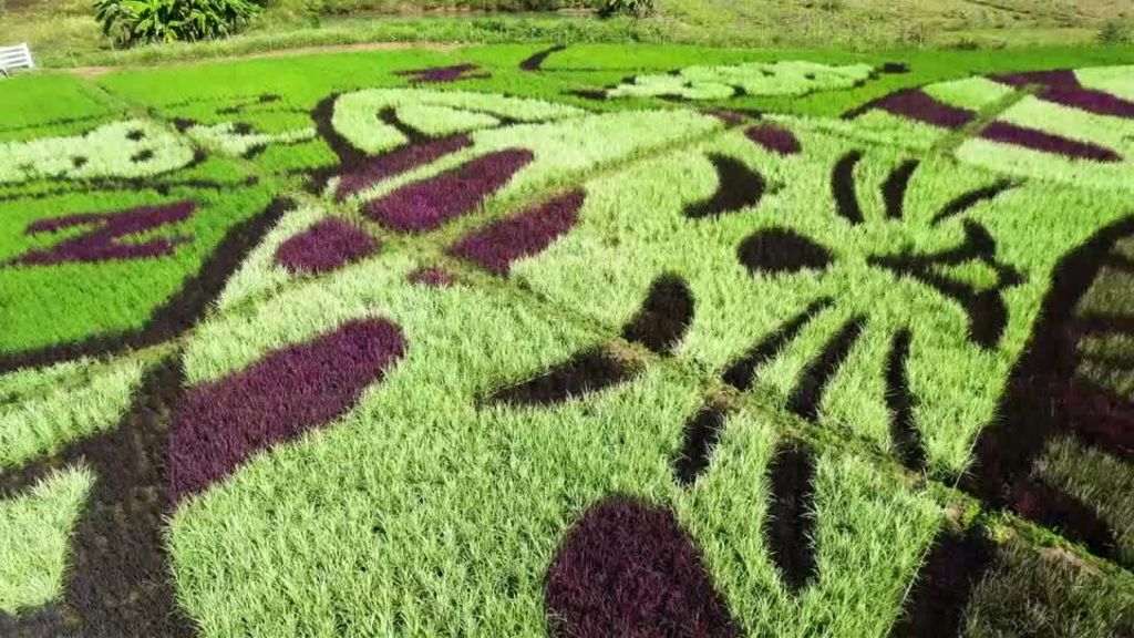 Sleeping cats takeover rice paddies in northern Thailand - ABC News