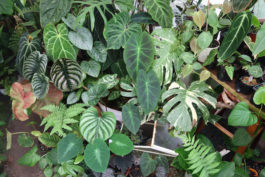 A variety of rare indoor plants in a Sydney backyard greenhouse, some are propagated to sell.