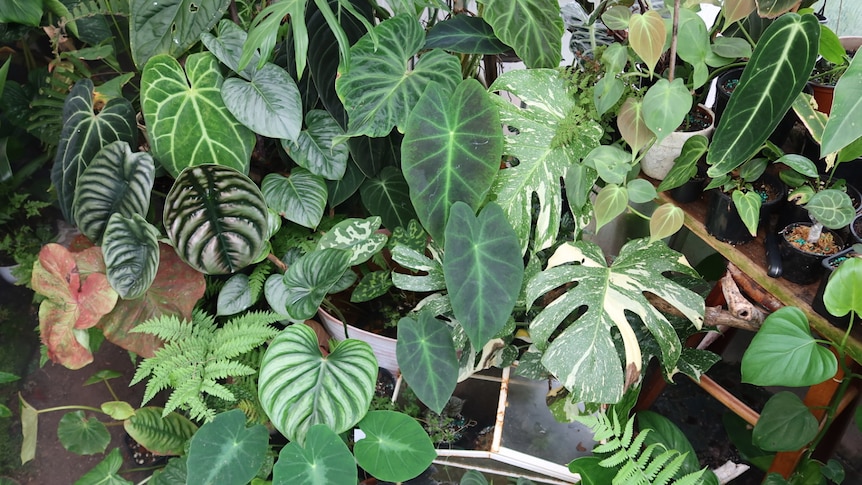 A variety of rare indoor plants in a Sydney backyard greenhouse, some are propagated to sell.