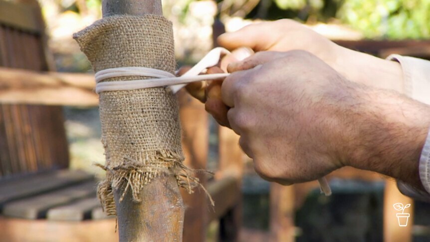 Hands tying piece of hessian to trunk of tree