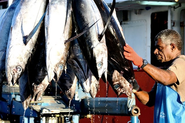A fisherman unloads southern albacore tuna