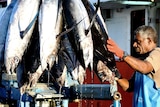 A fisherman unloads southern albacore tuna