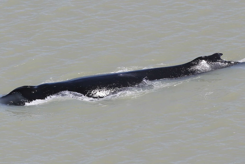 A humpback whale comes to the surface of a muddy river