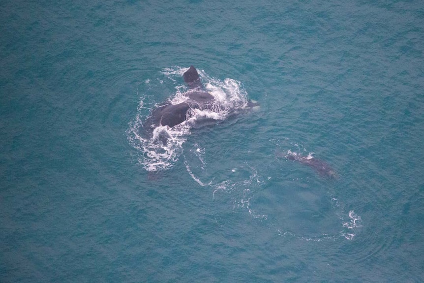 An adult southern right whale and its calf frolic off Victoria's south-west coast.
