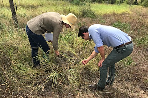 Scientists inspect dieback by the roadside