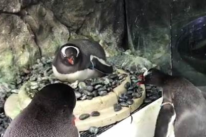 A penguin sitting on a nest of pebbles with two other watching on
