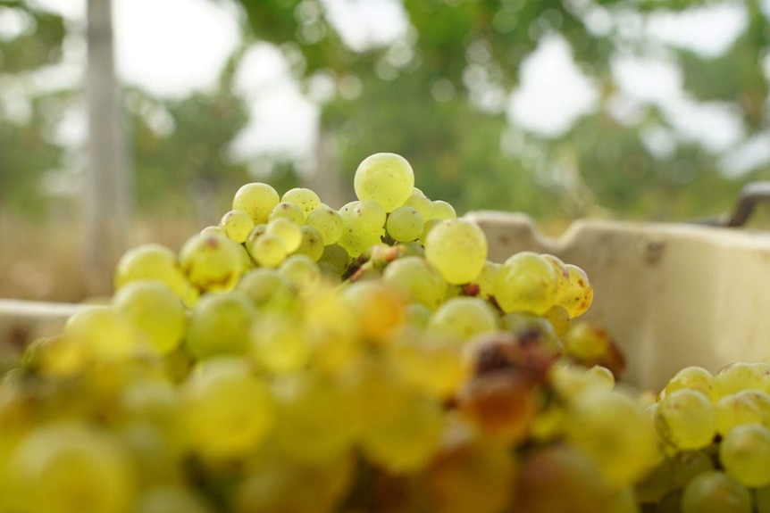 A close up shot of grapes in focus.