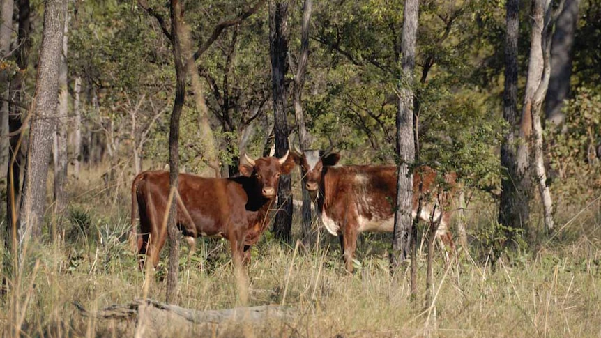 North Kimberley cattle