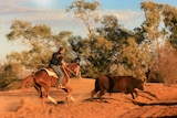 Man on horse wrangles cow