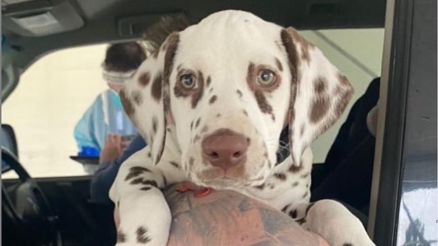 A brown and white dalmation puppy is in the tattooed arm of a man in a car, a man in full PPE stands outside the car in the back