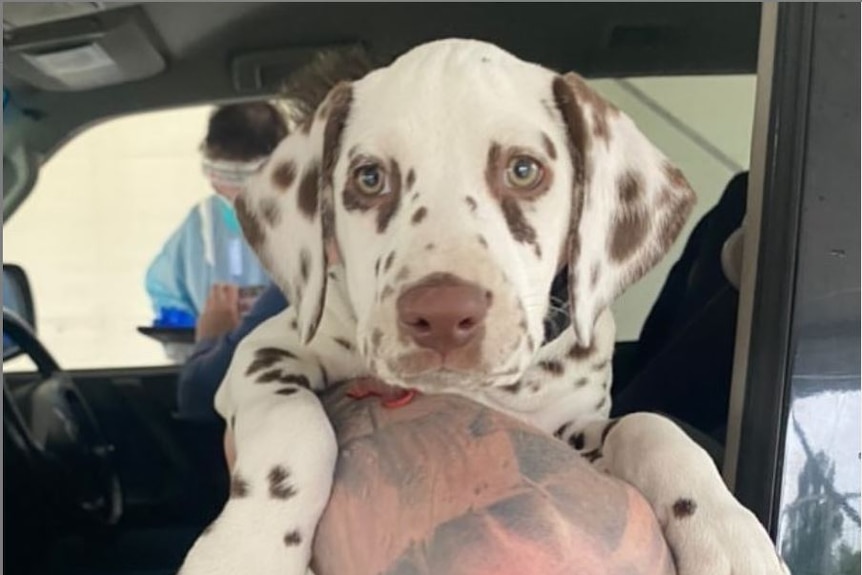 A brown and white dalmation puppy is in the tattooed arm of a man in a car, a man in full PPE stands outside the car in the back