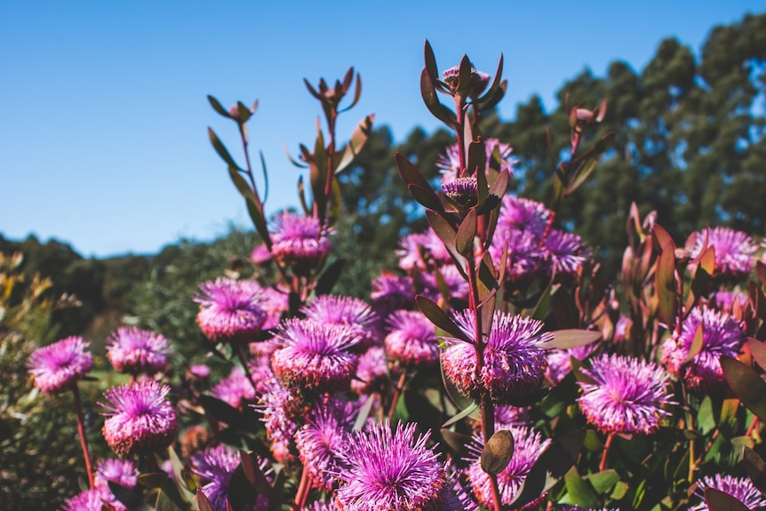 Close up of a bush of hot pink flowers with lots of tiny, pointy petals