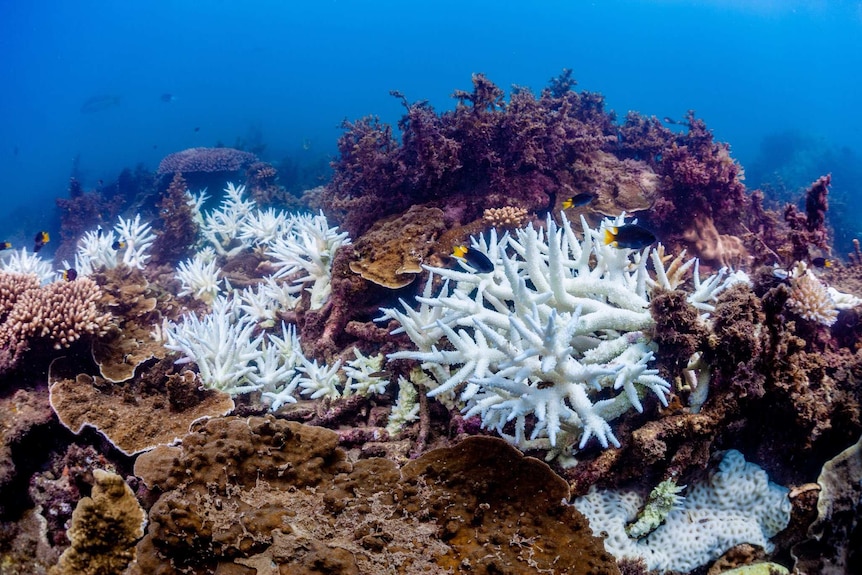 Coral, off Magnetic Island is bleaching and fluorescing in 32 degree water.